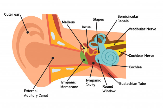 ear-anatomy-diagram