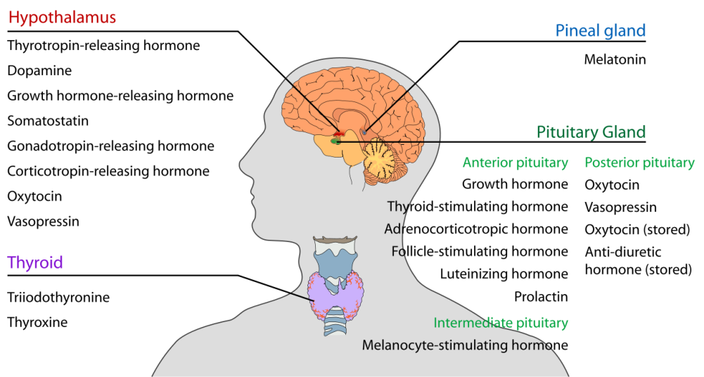 Hypothalamus